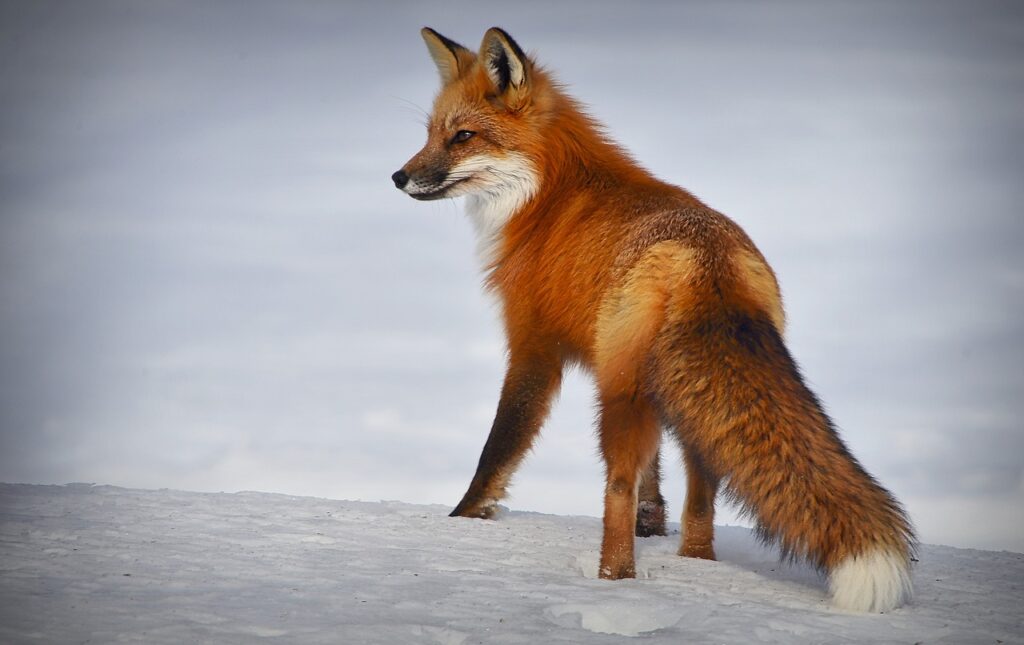 good fox names