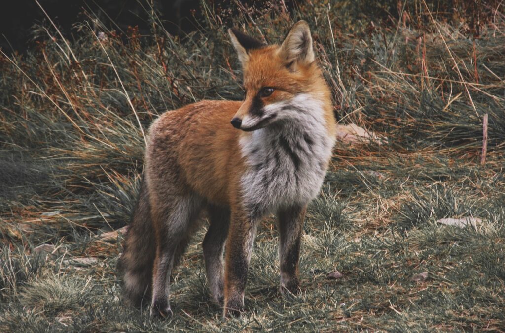 cute fox names