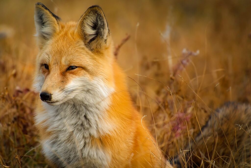 fox names