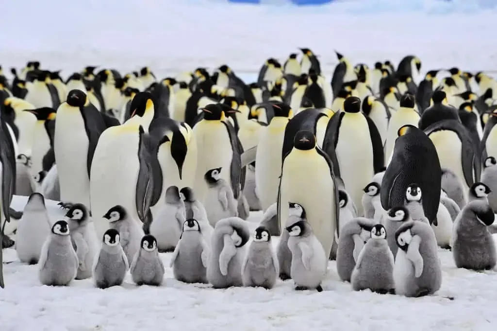 Penguin Names male