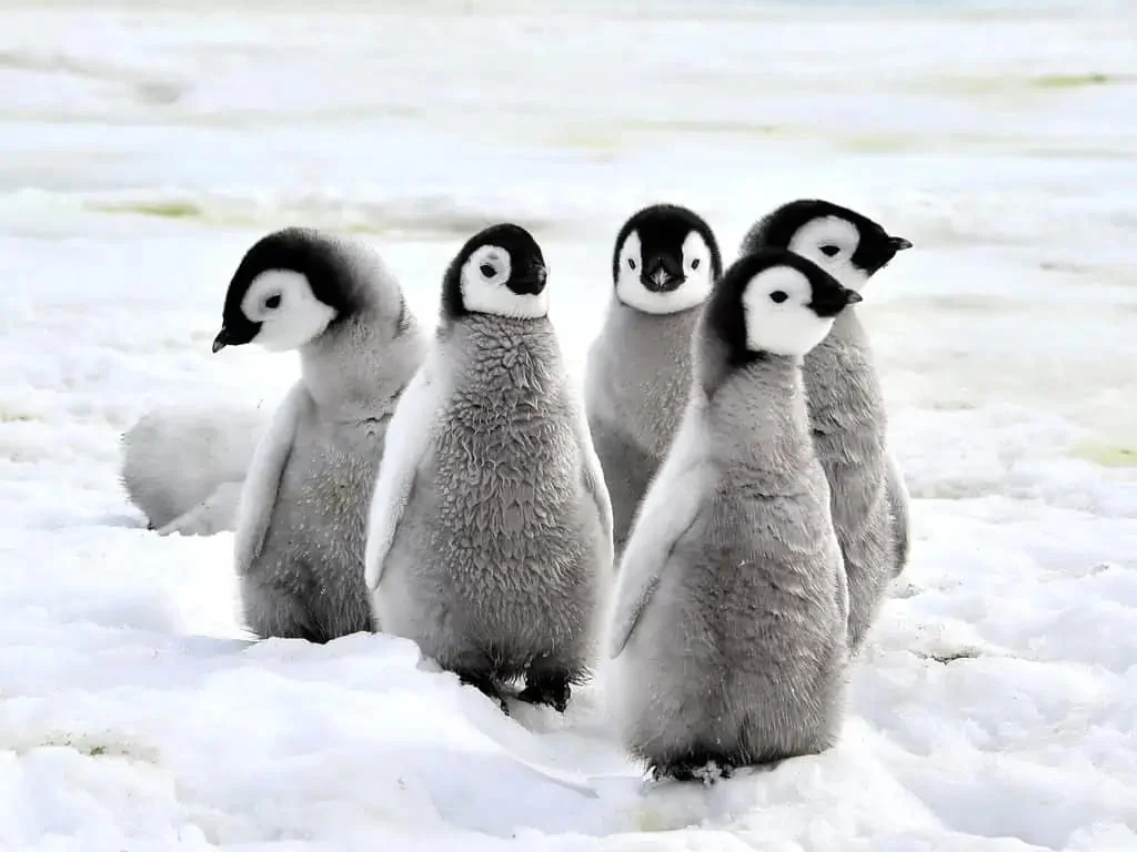 Penguin Names top