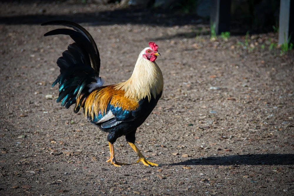 funny Rooster Names