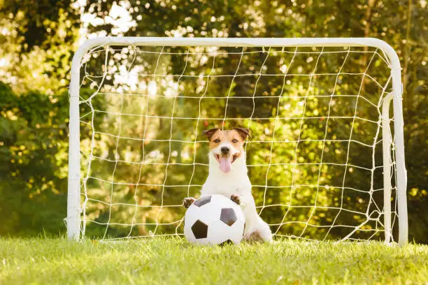 best Soccer Dog Names