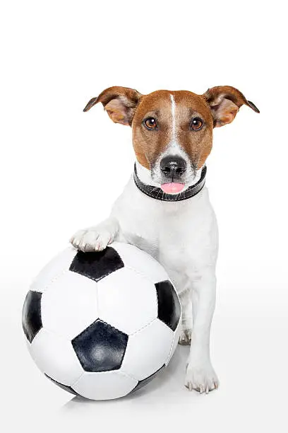 Soccer Dog Names