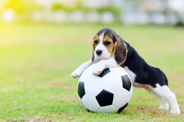 Soccer Dog Names cute