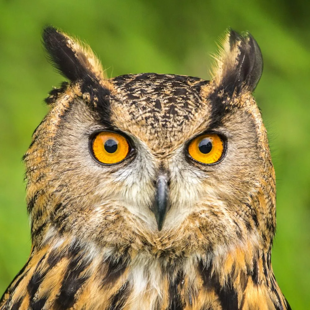 best Owl Names