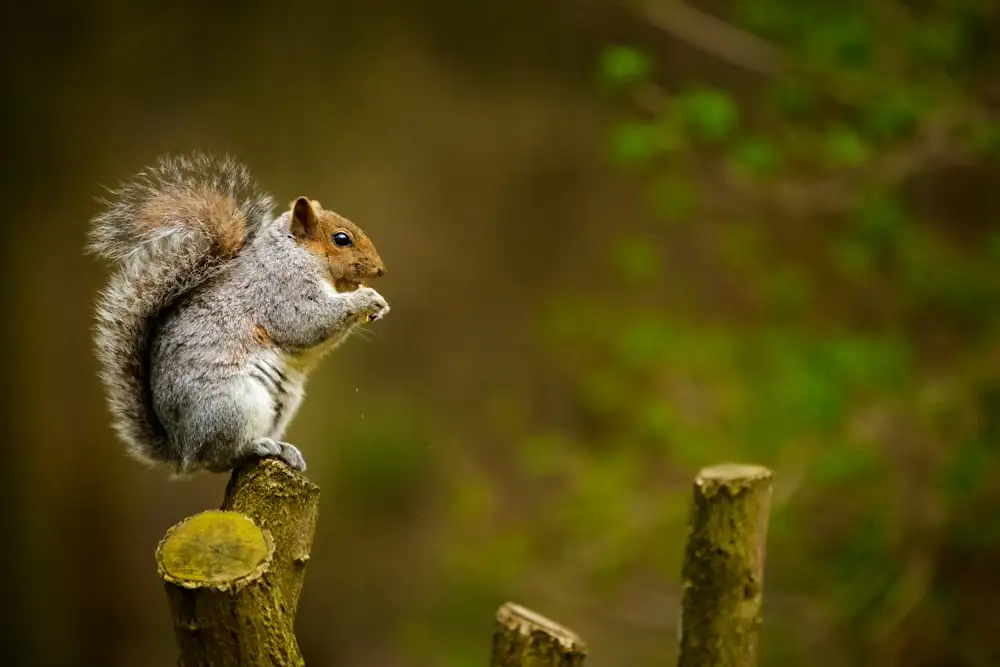 famous Squirrel Names