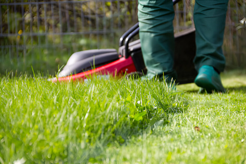 Tips for Year-round Lawn Care Maintenance